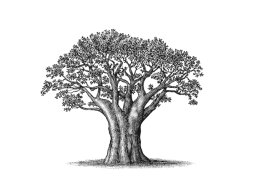baobab tree